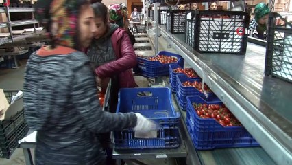 Antalya'dan tanzim satışa 4 günde 1400 ton sebze