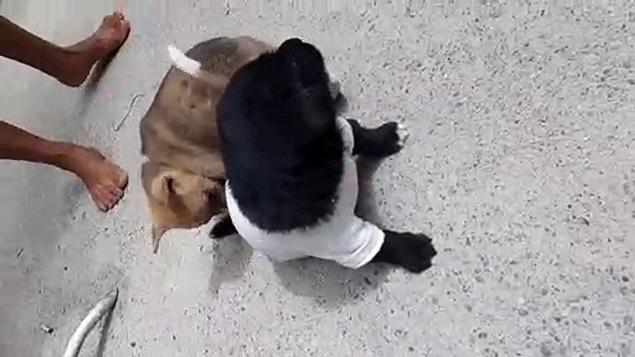 Puppy wants her favourite T-shirt back