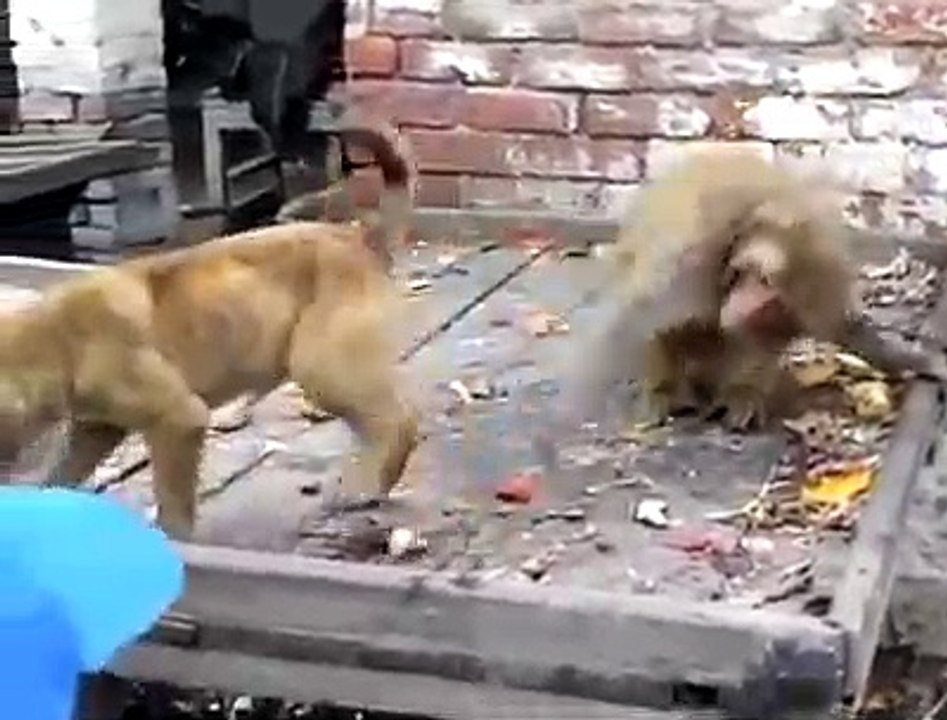 monkey & dong funny video