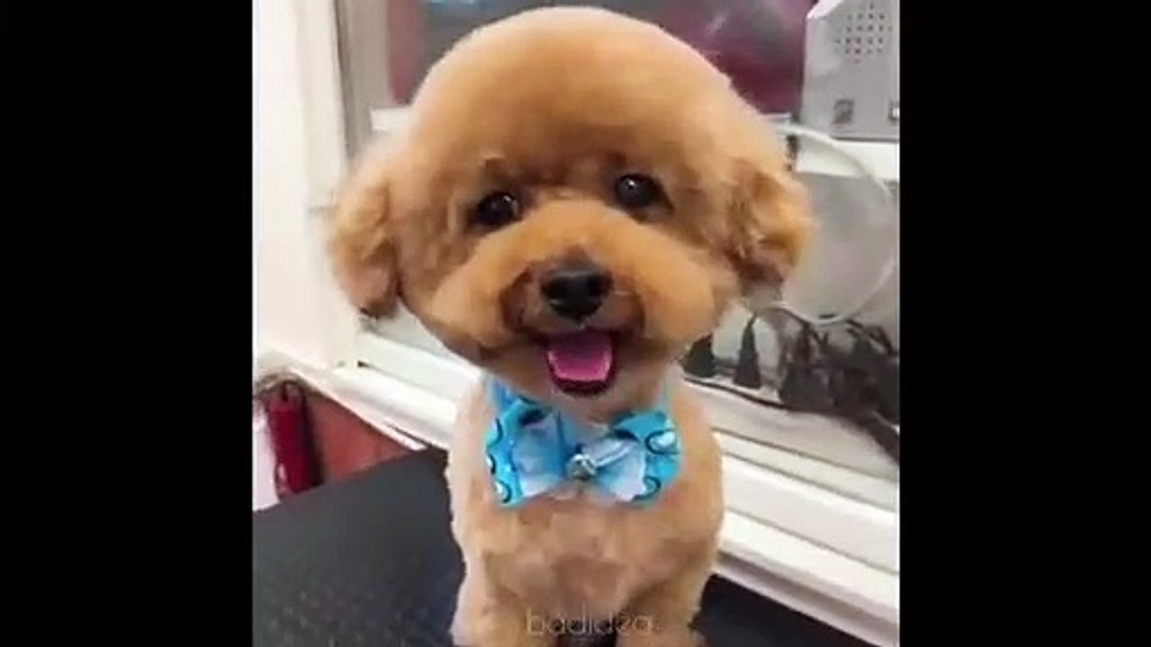 Nice a funny dongs video