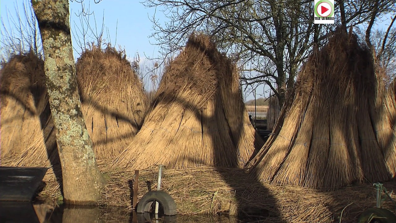 Saint-André-des-eaux    |  Briere et Roseau - Télé la Baule