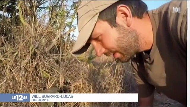 Kenya : la première photo d'une panthère noire depuis 1909