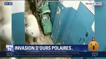 Des ours polaires affamés envahissent un archipel russe