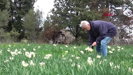 İzmir Karaburun'un Simgesi Nergislerin Üretimi Her Yıl Azalıyor
