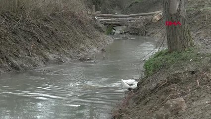 Bursa 350 Yıllık Taş Değirmende Katkısız Doğal Un Üretiliyor