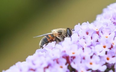 Pourquoi doit-on s'alarmer de la disparition des insectes ?