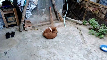 My Dog! I just want to share with everyone!