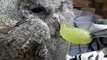 Rescued baby owl doesn't quite like the taste of grapes