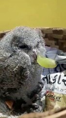 Rescued baby owl doesn't quite like the taste of grapes
