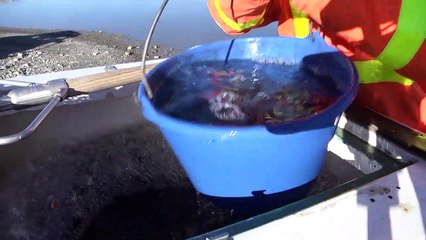 D!CI TV : 35 000 truitelles relâchées dans Serre Ponçon