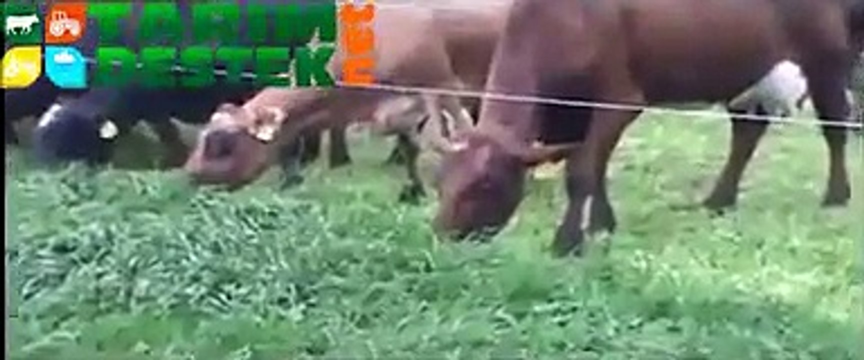 Çok Akıllıca Hayvan Otlatma Yöntemi