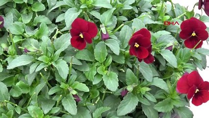 Antalya Sevgiliye 'Yenilebilir Çiçek' Hediyesi