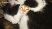 Charming kitten pulls funny face while napping