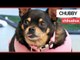 An obese Chihuahua who could barely move has shed more than half her body weight | SWNS TV
