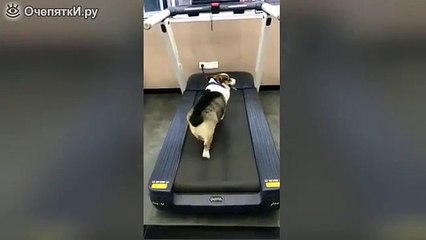 Chien déguisé sur tapis roulant