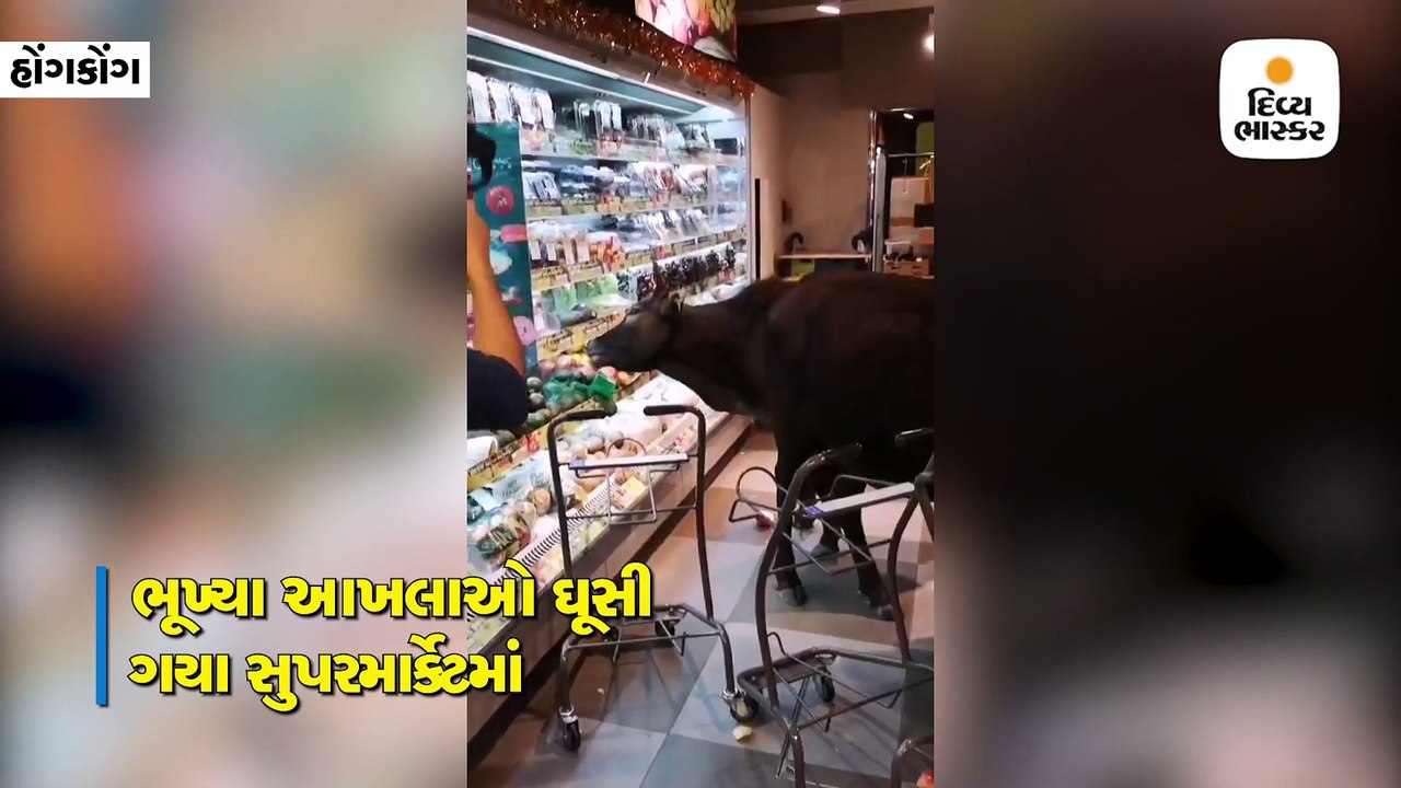 Divya bhaskar videos