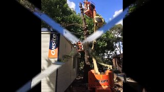 Tree Mulching Sydney