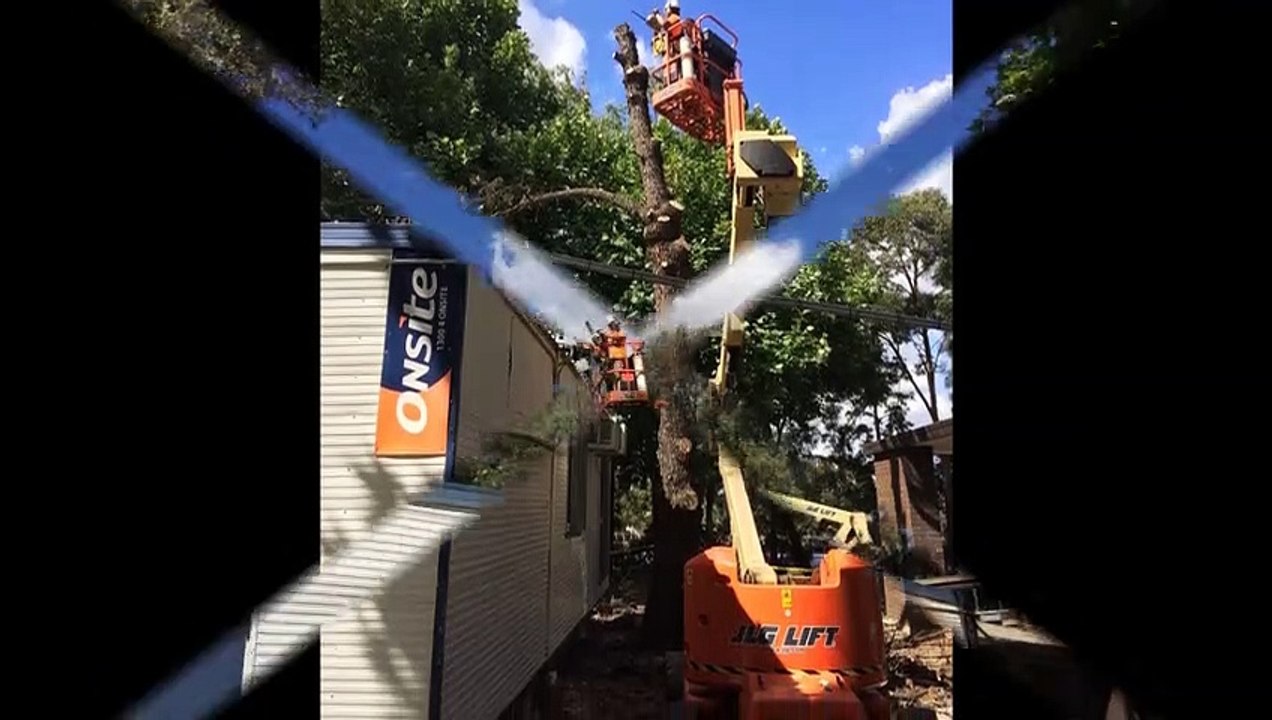 Tree Mulching Sydney