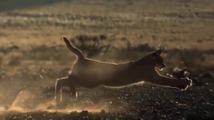 Caracal Atacando Javalis E Apanhando Pássaro