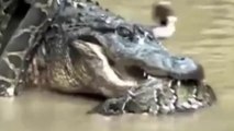 Crocodilos E Jacaretingas Vs Cobras Gigantes