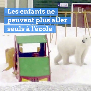 Ces habitants du nord de la Russie font face à une invasion d'ours polaires agressifs