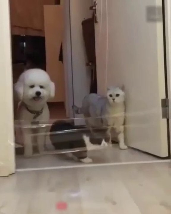 Meet Goma – The Viral "Mickey Mouse Dog" Who's  Playing