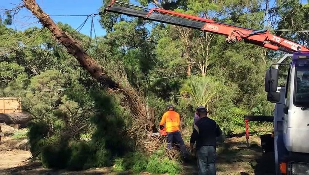 Tree Services Northwood