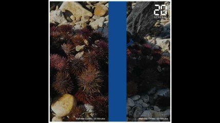 Les oursins de Fos sont-ils des mutants ?