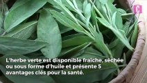 Les 5 bienfaits de la sauge pour ma santé