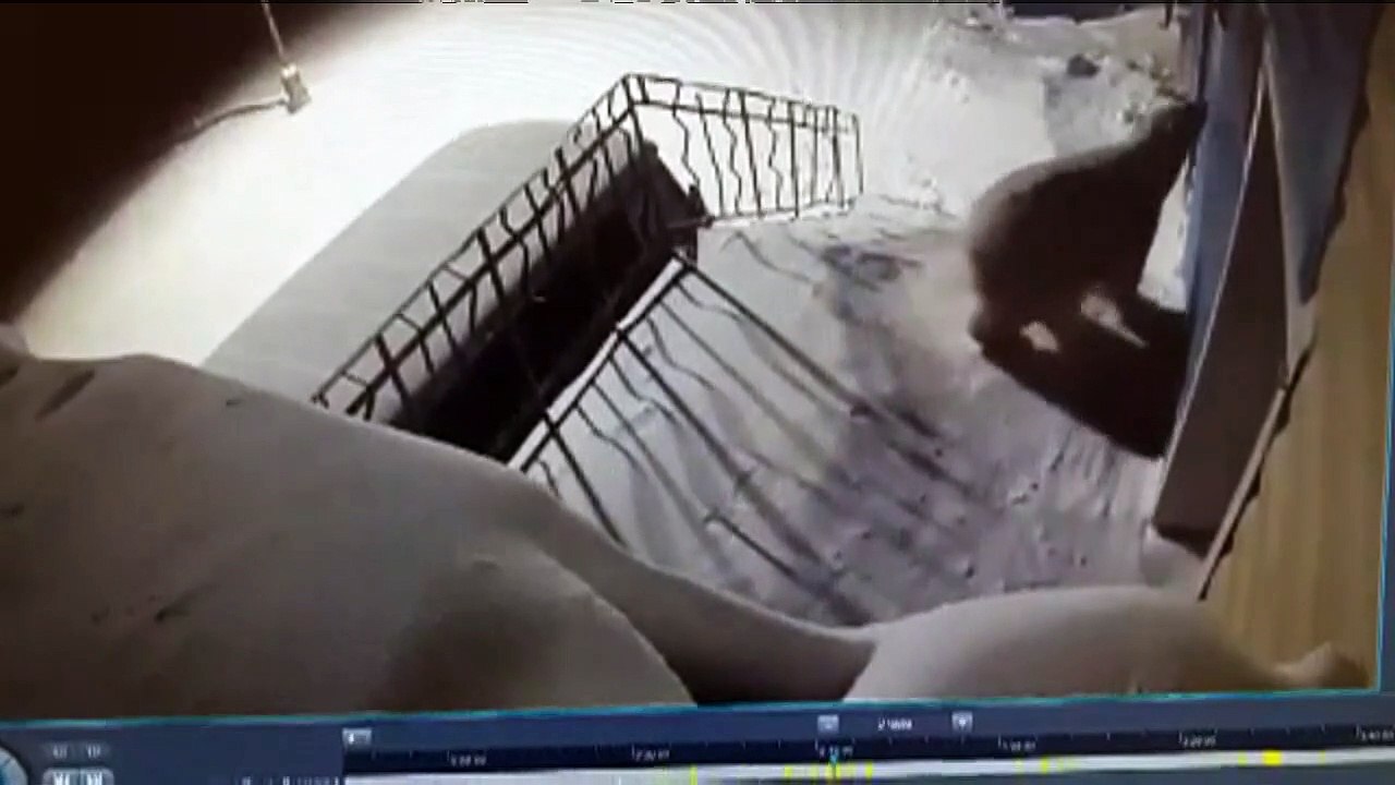 Klimawandel verursacht 'Eisbären-Invasion'