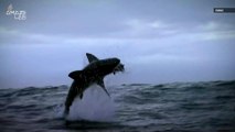Great White Sharks Have Mysteriously Left One of Their Most Iconic Hunting Grounds
