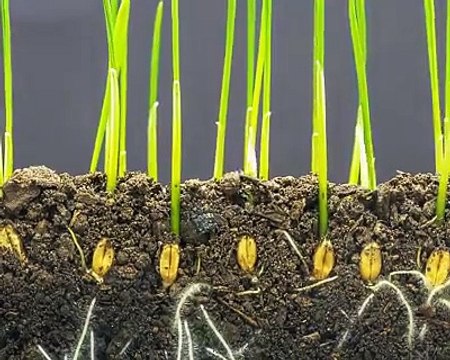 Tohumun Filize Dönüşmesi! Tek Kelimeyle Muhteşem!