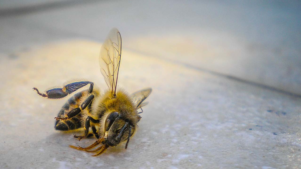 Rapidly Declining Insect Numbers 'Threaten Collapse of Nature'