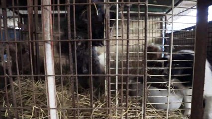 Operação livra cães de abate