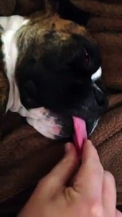 La taille de la langue de ce chien qui dort !