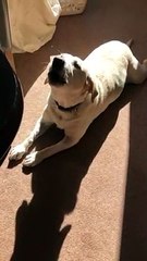 Douce voix de ce chien labrador sur une musique !