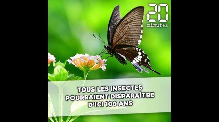 Tous les insectes pourraient disparaître d'ici 100 ans