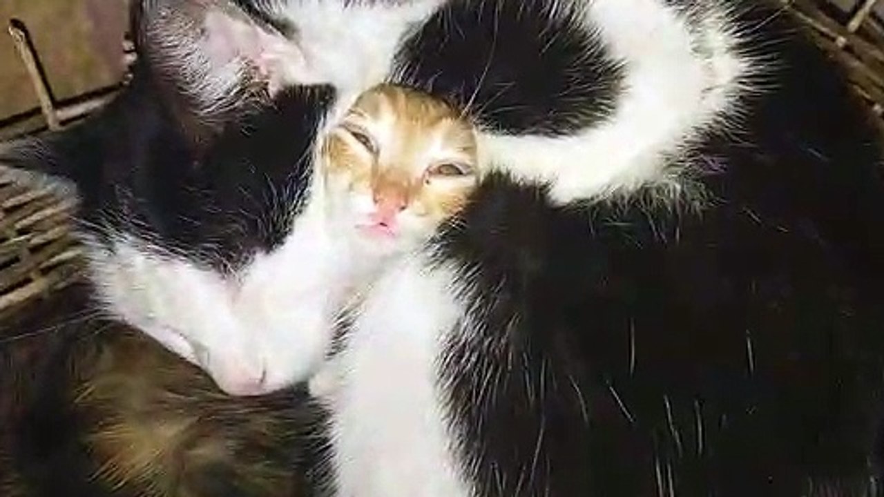 Charming kitten pulls funny face while napping