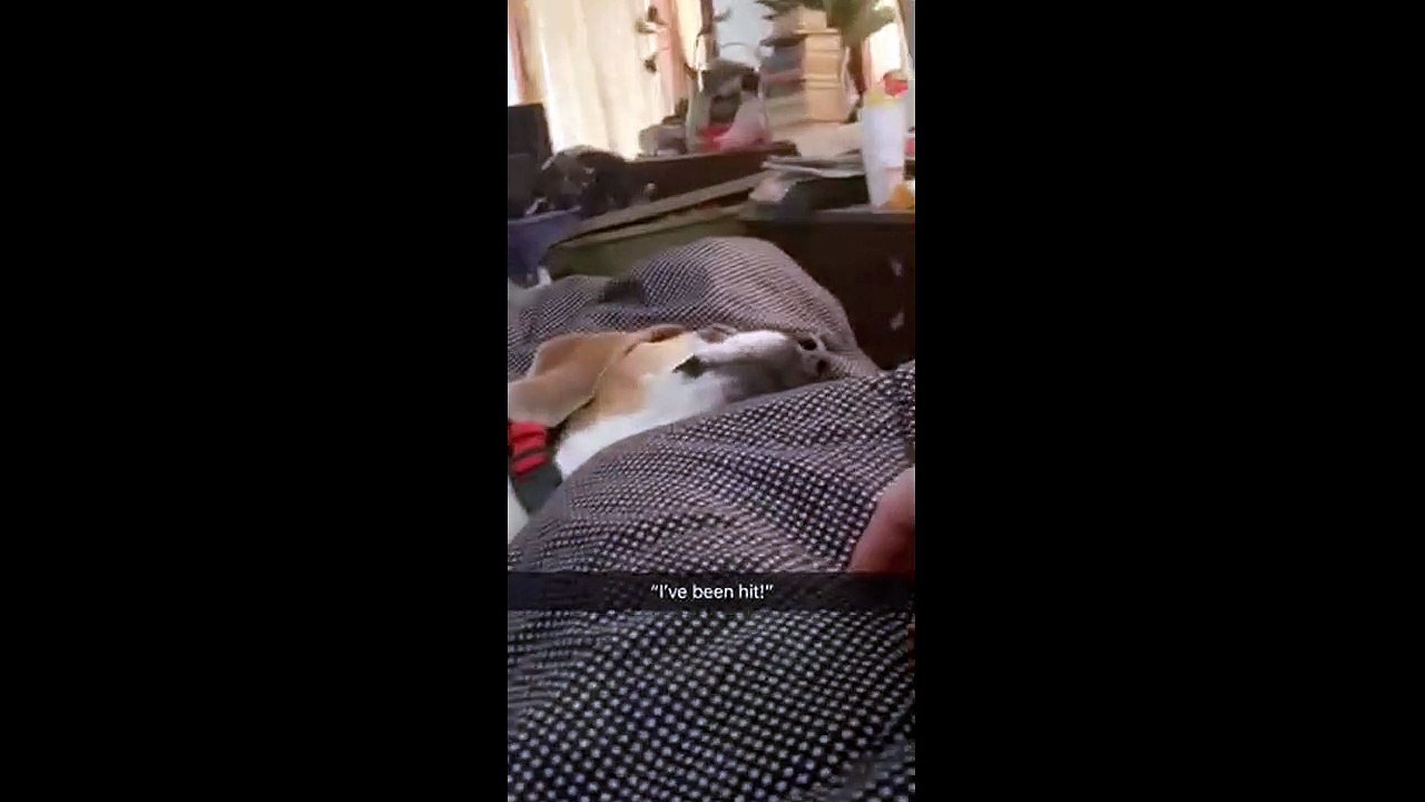 Puppy is a bit too good at pretending to die