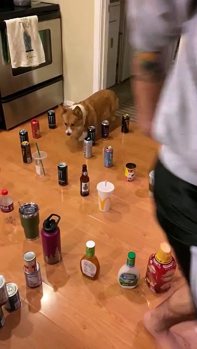 Clever corgi carefully navigates her way through new viral maze challenge
