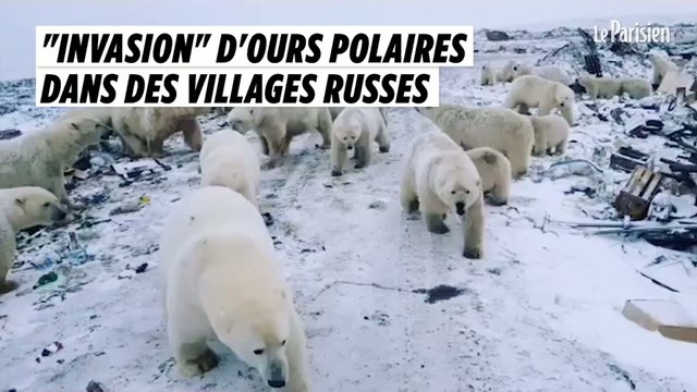 Invasion d'ours polaires dans des villages russes
