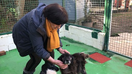 SPA à Lorient : nouvelle plainte pour maltraitance