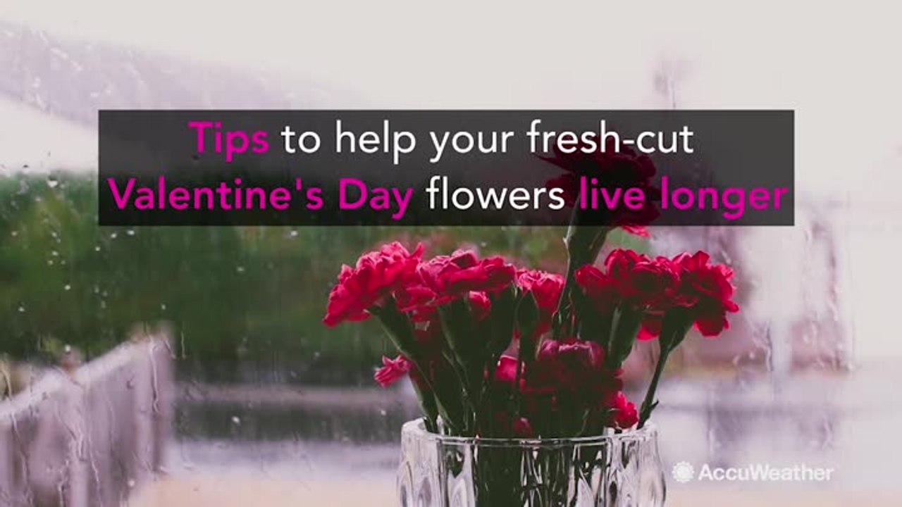 Tips to keep your Valentine's Day flowers alive longer