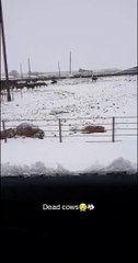 Extreme Cold Causes Tragedy for Cows
