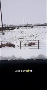 Extreme Cold Causes Tragedy for Cows