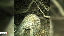 Rare Footage Captures The Secret Lives Of Pangolins