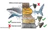Giant 'Megalodon' Shark Went Extinct One Million Years Earlier Than Thought: Study