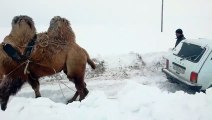 Quand un chameau sert de remorque pour la voiture