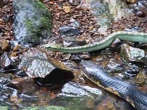 Un cobra royal chasse une vipère d'eau... Serpents impressionnants