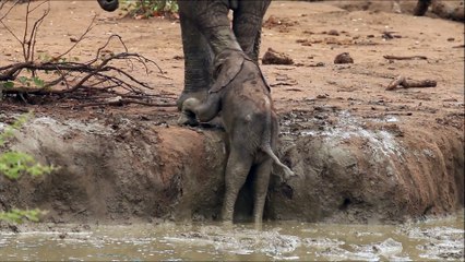 Descargar video: Cette maman éléphant tente de sortir son petit coincé dans une marre... Emouvant